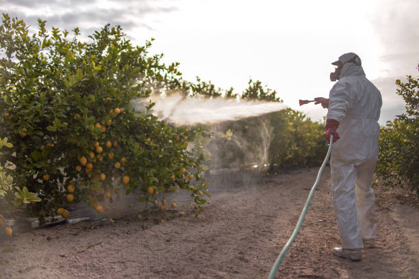 Best Local Pest Control Services  in Babbitt, MN
