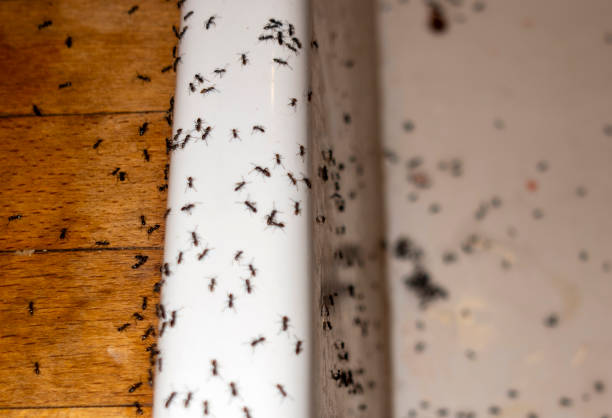 Best Emergency Pest Control  in Babbitt, MN